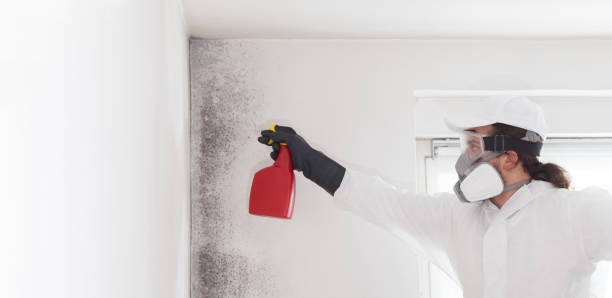 Best Localized Mold Remediation (e.g., coastal areas, humid climates) in Acushnet Center, MA