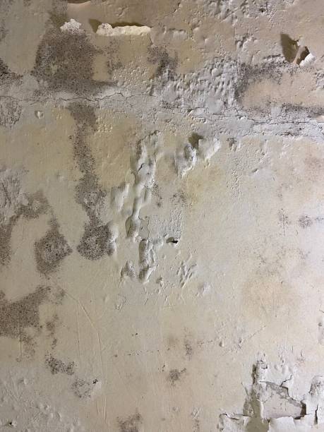 Reliable Acushnet Center, MA Mold Remediation Solutions