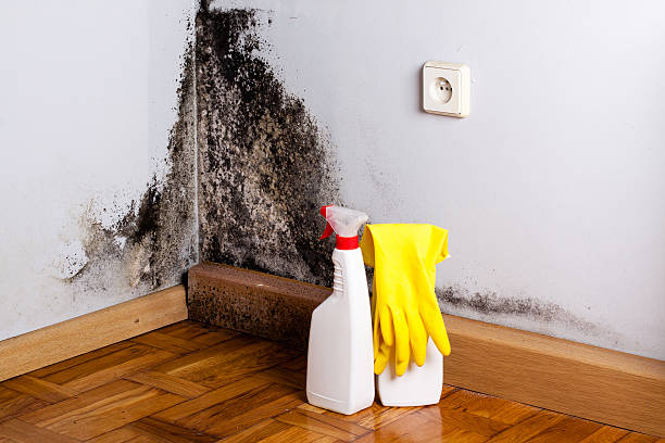Best Insurance-Related Mold Remediation in Acushnet Center, MA